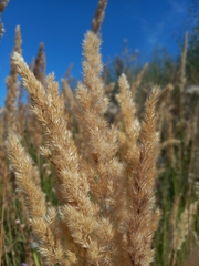 Calamagrostis epigejos