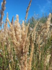 Calamagrostis epigejos