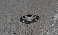 Melanthia procellata