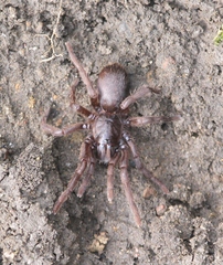 Chilobrachys