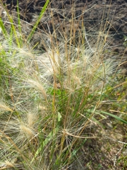 Hordeum jubatum