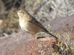 Anthus nicholsoni primarius