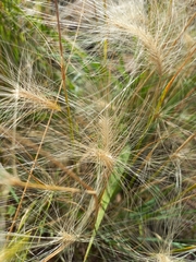 Hordeum jubatum