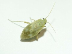 Megalocoleus molliculus