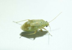 Megalocoleus molliculus