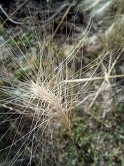 Hordeum jubatum
