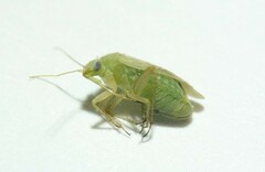 Megalocoleus molliculus