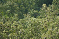Pteropus niger