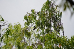 Pteropus niger