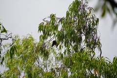 Pteropus niger