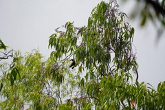 Pteropus niger