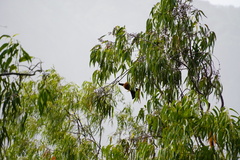 Pteropus niger