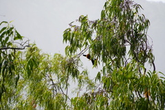Pteropus niger