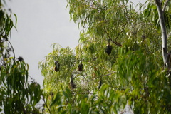 Pteropus niger
