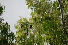 Pteropus niger