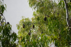 Pteropus niger