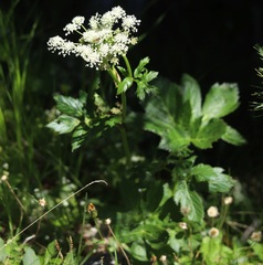 Peucedanum ostruthium