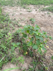 Acanthospermum hispidum