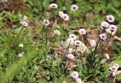 Erigeron alpinus