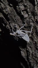 Epophthalmia elegans