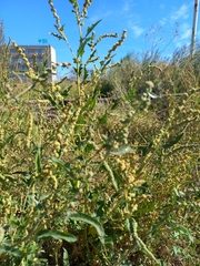 Atriplex tatarica