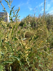 Atriplex tatarica