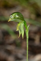 Pterostylis chlorogramma