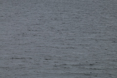 Phocoena phocoena