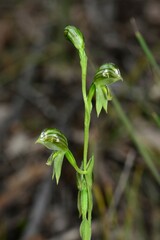 Pterostylis chlorogramma