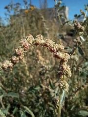 Atriplex tatarica