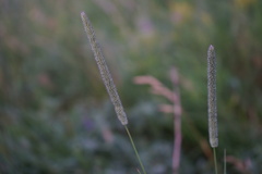 Phleum phleoides
