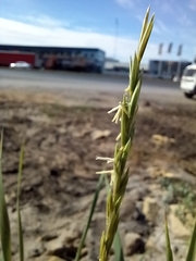 Elymus repens