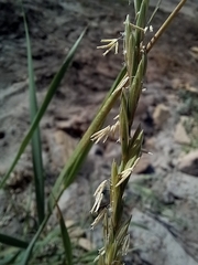 Elymus repens