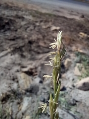 Elymus repens