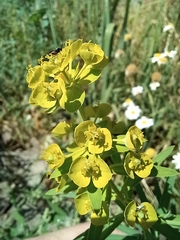 Euphorbia virgata
