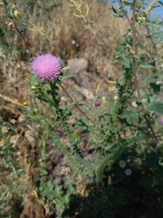Carduus acanthoides