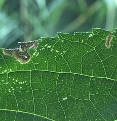 Agromyza ambrosivora