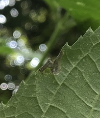 Agromyza ambrosivora