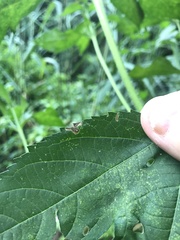 Agromyza ambrosivora