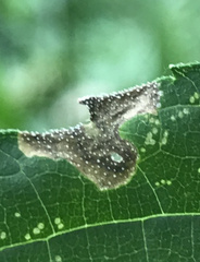 Agromyza ambrosivora