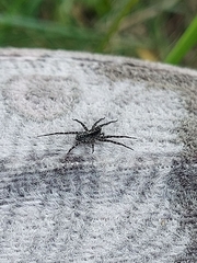 Acantholycosa lignaria