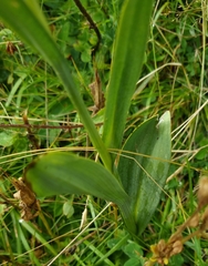 Traunsteinera globosa