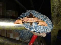 Amplypterus panopus