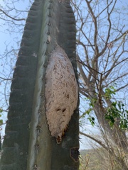 Parachartergus colobopterus