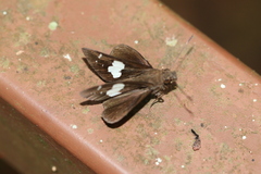 Notocrypta curvifascia