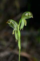 Pterostylis chlorogramma