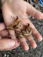 Cryptotympana facialis