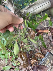 Cryptotympana facialis