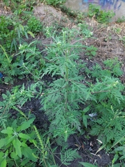 Ambrosia artemisiifolia