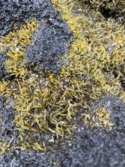 Ahnfeltiopsis concinna